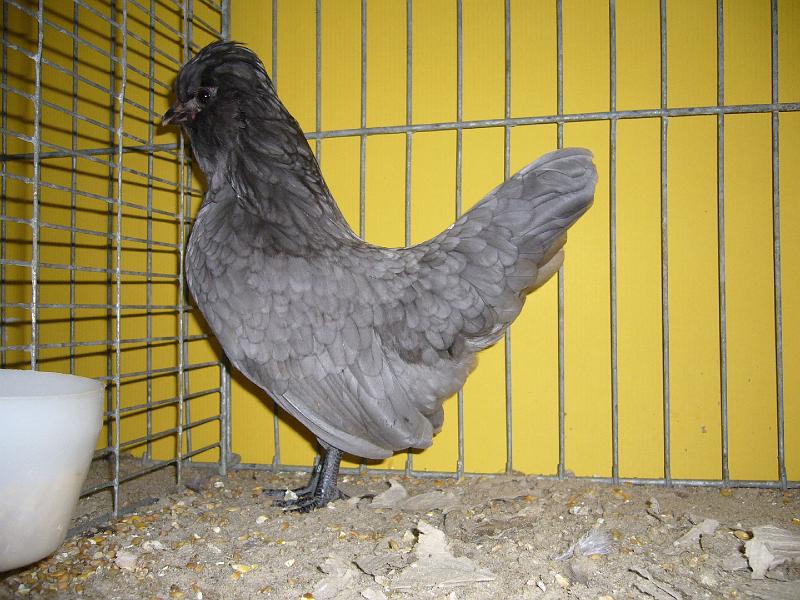 Hannover 2008 052.jpg - Watermaalsche Bartzwerge blau gesäumt  von Bernhard Baumeister Preis HV 96 SVB